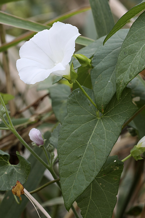 Изображение особи Calystegia sepium.