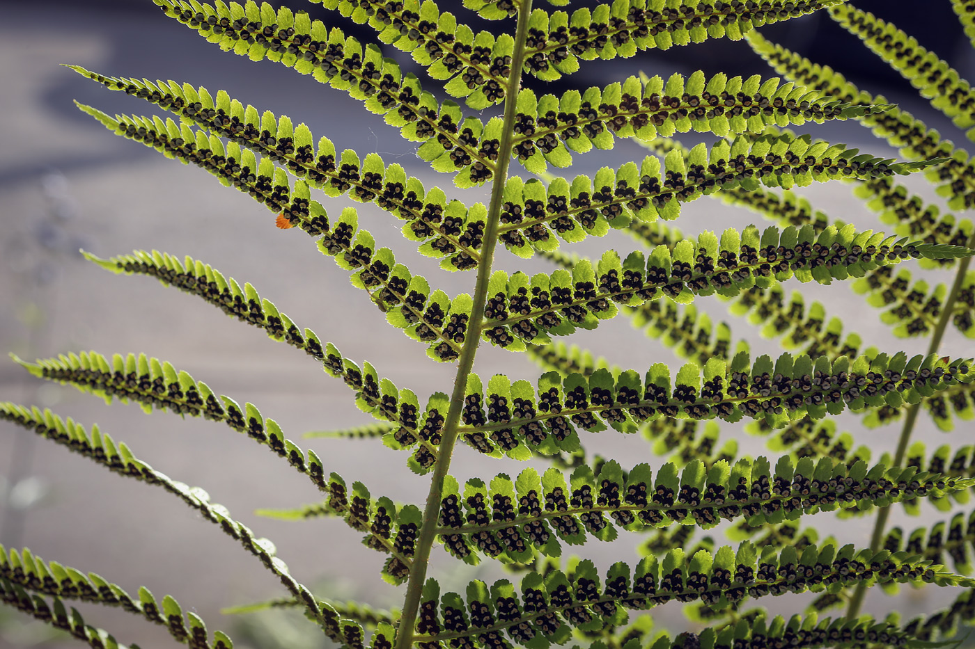 Изображение особи Dryopteris filix-mas.