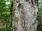 Betula costata