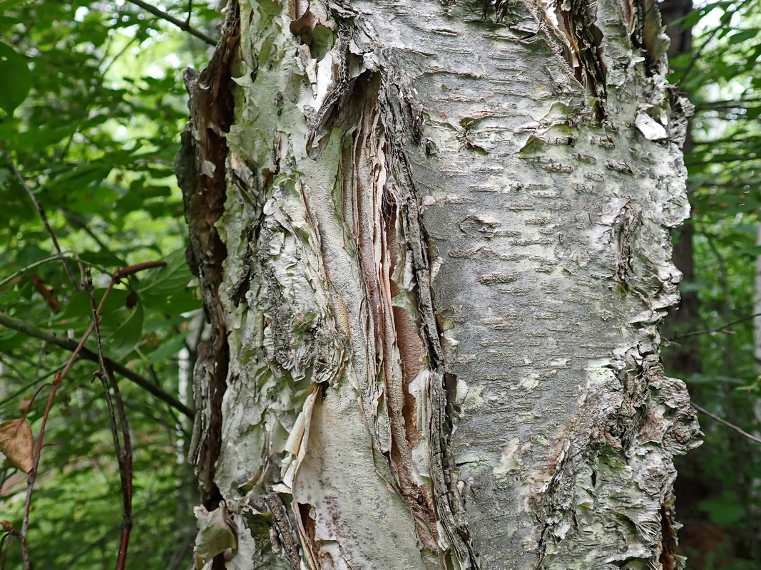 Изображение особи Betula costata.