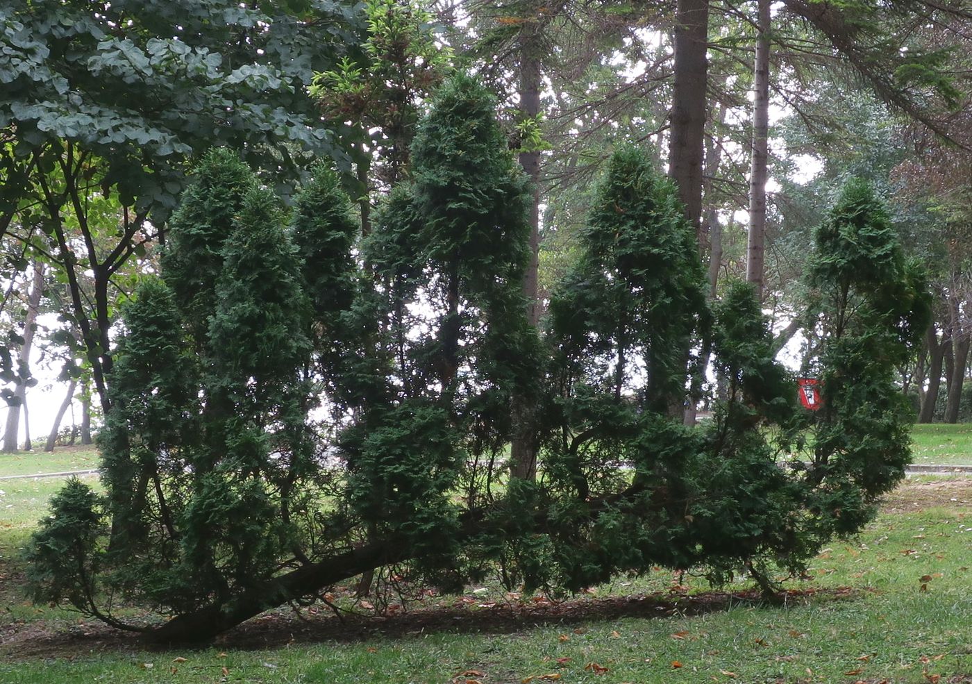 Image of Thuja occidentalis specimen.