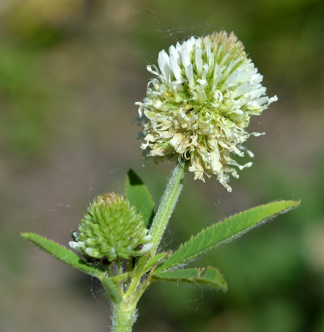 Image of Trifolium montanum specimen.
