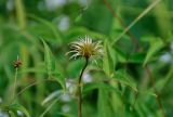 Clematis fusca