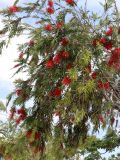 Callistemon viminalis. Часть кроны цветущего и плодоносящего растения. Турция, г. Анталья, бульвар Акдениз, в городском озеленении. 13.06.2023.