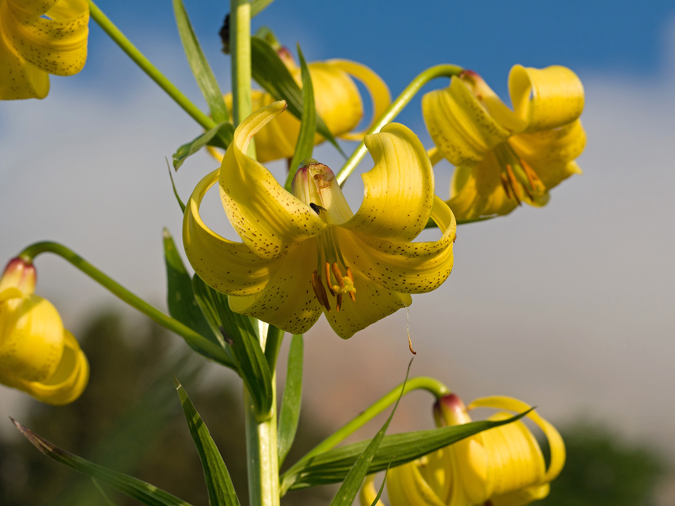 Изображение особи Lilium monadelphum.
