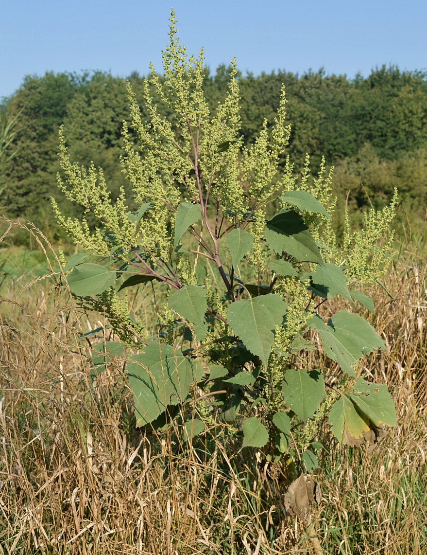 Image of Cyclachaena xanthiifolia specimen.