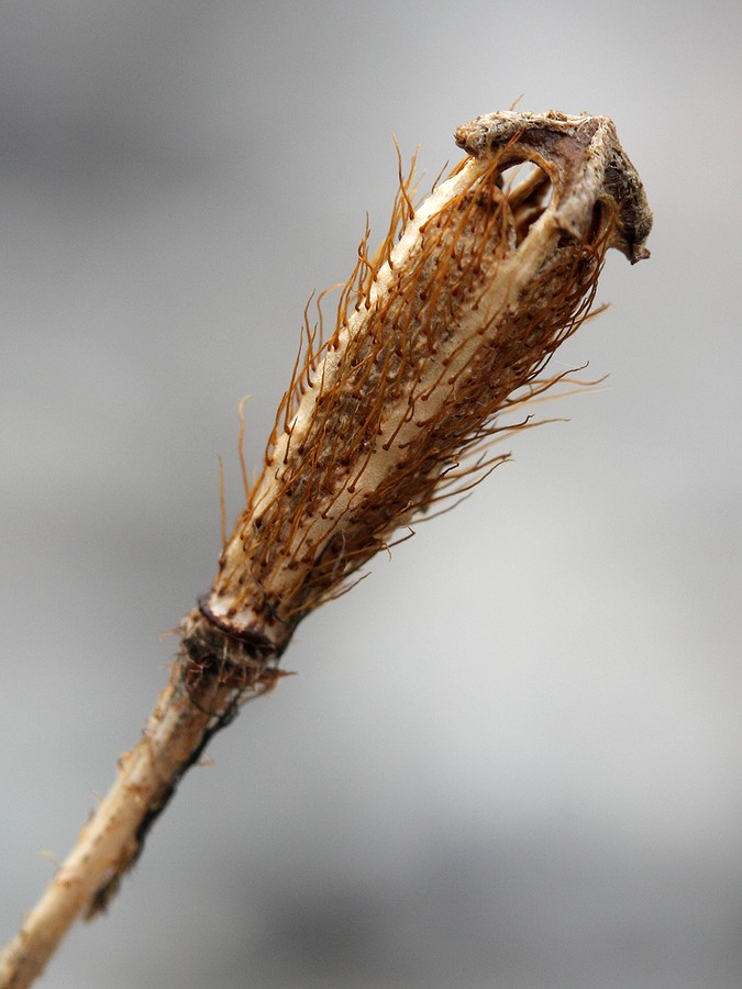 Image of Papaver tolmachevii specimen.