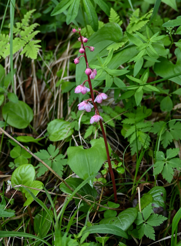 Image of Pyrola incarnata specimen.