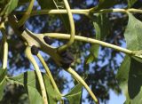 Fraxinus excelsior