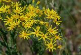 Senecio jacobaea. Соцветия. Оренбургская обл., Кувандыкский гор. округ, окр. г. Кувандык, луг. 06.07.2023.