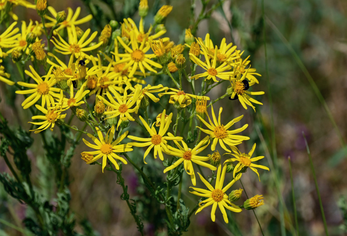 Изображение особи Senecio jacobaea.