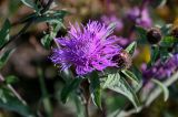 Centaurea abbreviata. Верхушка побега с распустившимся и нераспустившимся соцветиями. Чечня, Итум-Калинский р-н, окр. с. Ведучи, ≈ 1500 м н.у.м., луговой склон. 27.07.2022.