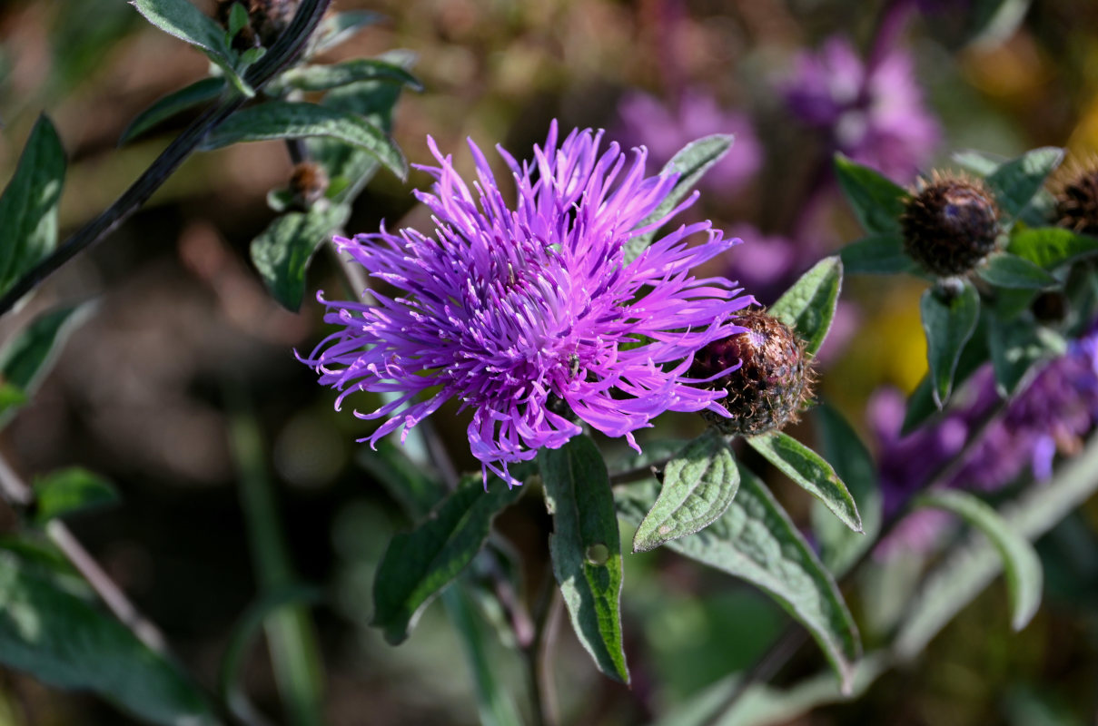 Изображение особи Centaurea abbreviata.