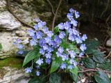 Omphalodes cappadocica