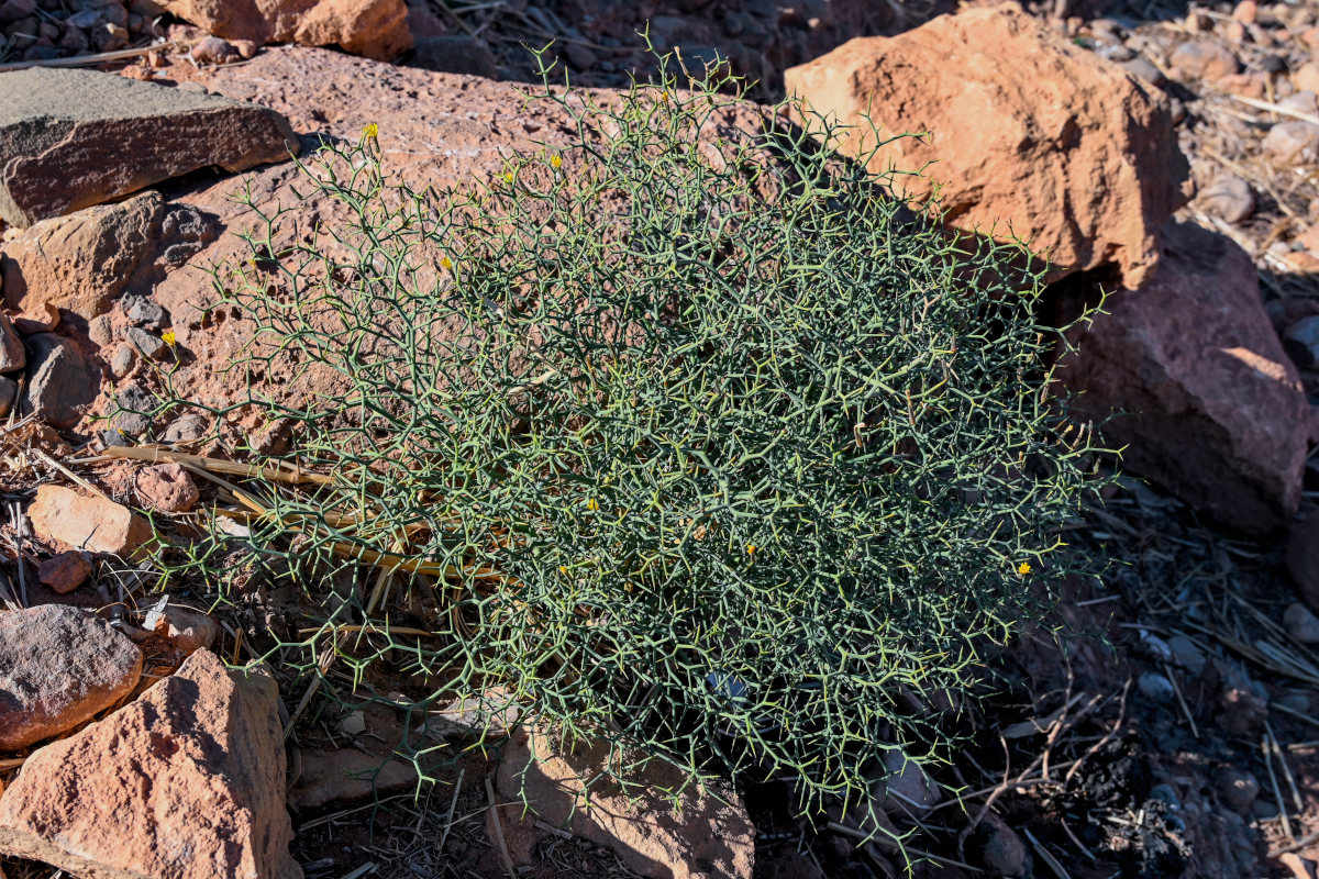 Image of Launaea arborescens specimen.