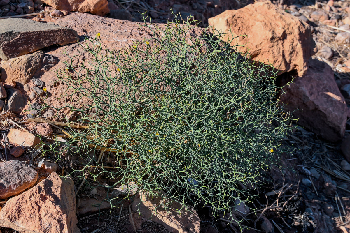 Изображение особи Launaea arborescens.