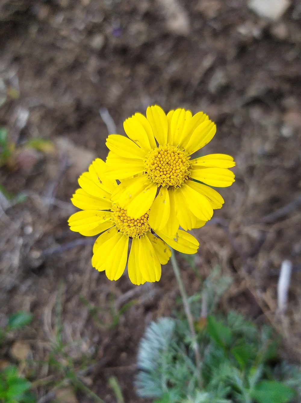 Image of Anthemis marschalliana ssp. pectinata specimen.