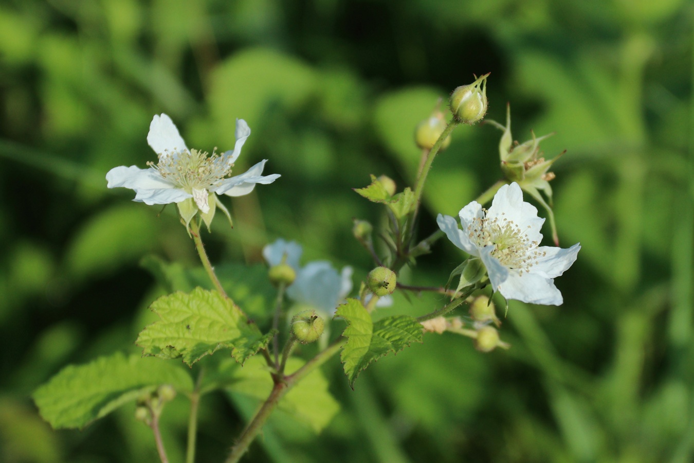 Изображение особи Rubus caesius.