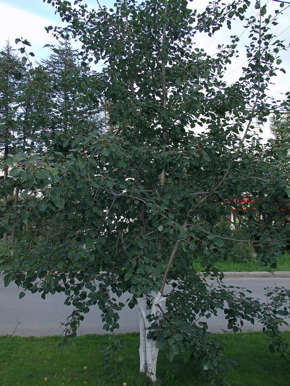 Image of Populus tremula specimen.