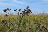 Arctium tomentosum. Верхушка цветущего растения. Новгородская обл., геологический памятник \"Ильменский глинт\", окр. дер. Ретлё, побережье оз. Ильмень, суходольный луг на известняке. 25.07.2023.