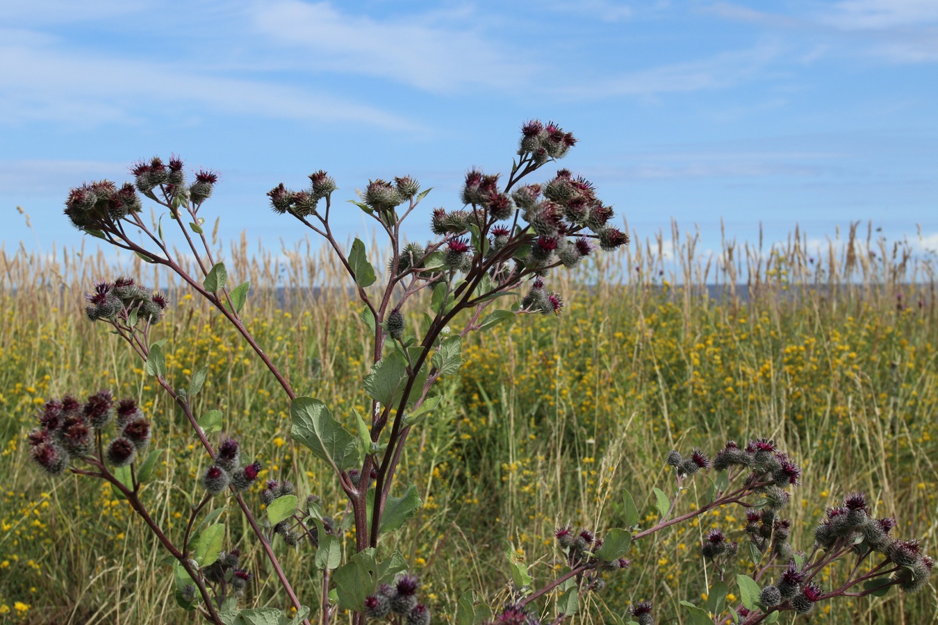 Изображение особи Arctium tomentosum.