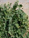 Capparis spinosa. Побеги вегетирующего растения. Марокко, обл. Фес-Мекнес, г. Фес, на каменной стене. 04.01.2023.