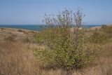 genus Crataegus. Плодоносящее растение. Крым, Керченский п-ов, Приазовье, Генеральские пляжи, балка в петрофитной степи, сходящая к берегу моря. 18.08.2018.