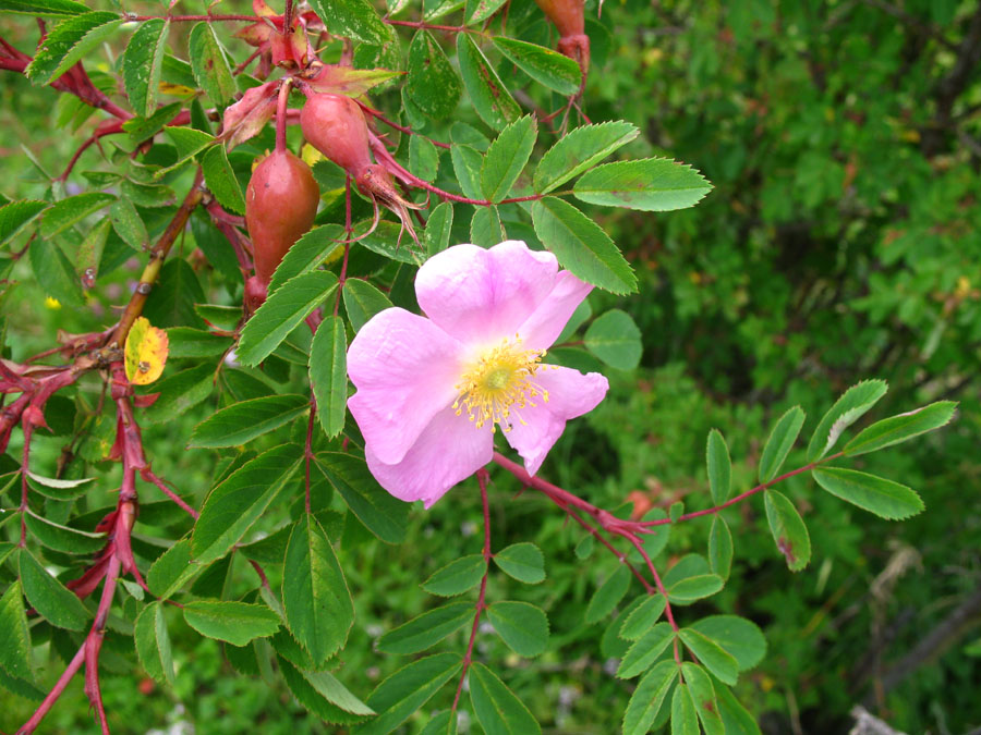 Изображение особи Rosa oxyodon.