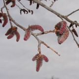 Populus davidiana