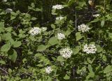 Viburnum lantana