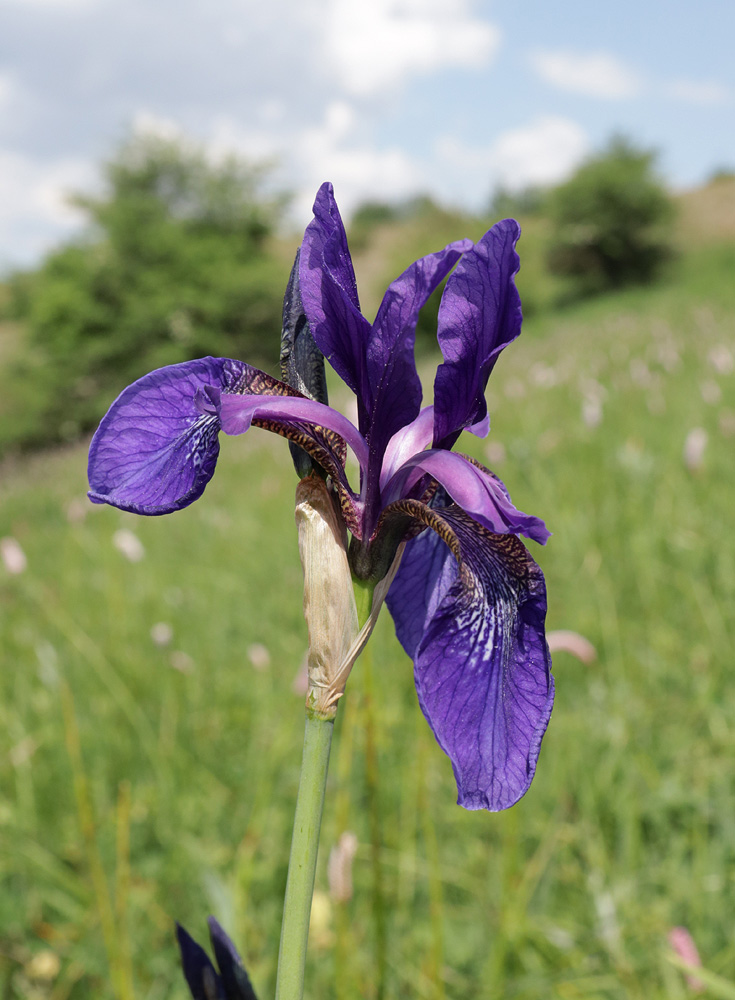 Изображение особи Iris sibirica.