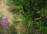 Phlox glaberrima