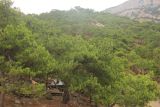 Pinus pityusa