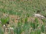 Asphodeline taurica