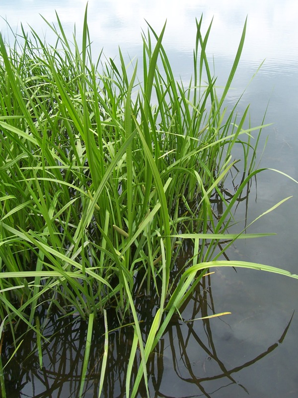 Изображение особи Acorus calamus.