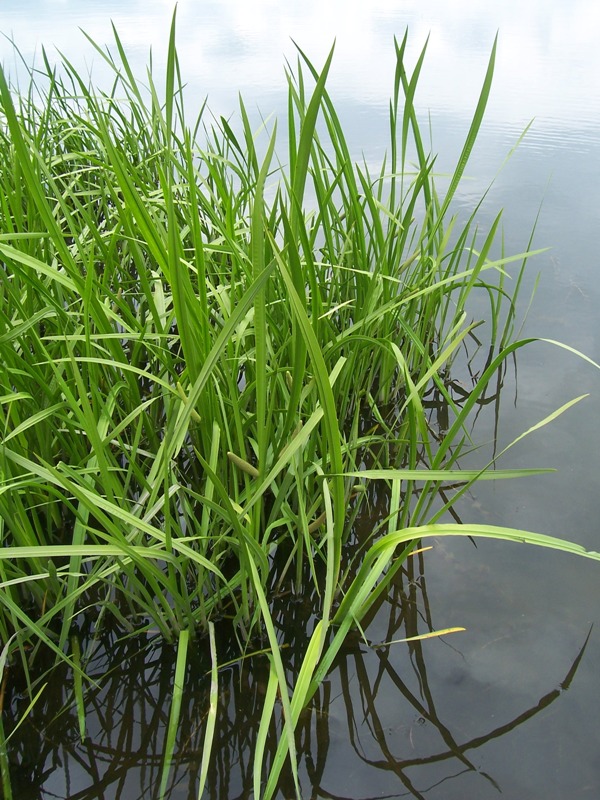 Image of Acorus calamus specimen.