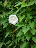 Calystegia silvatica