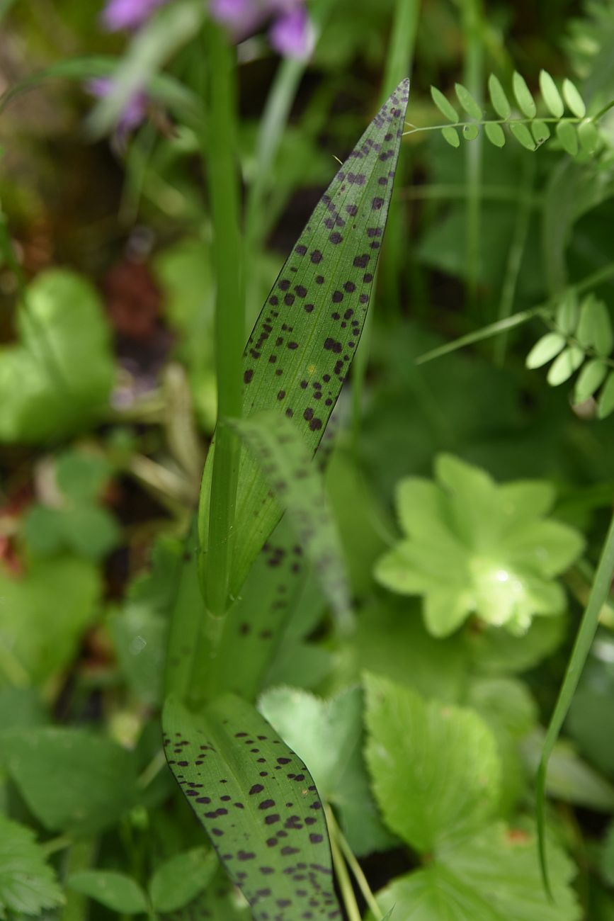 Image of Dactylorhiza urvilleana specimen.