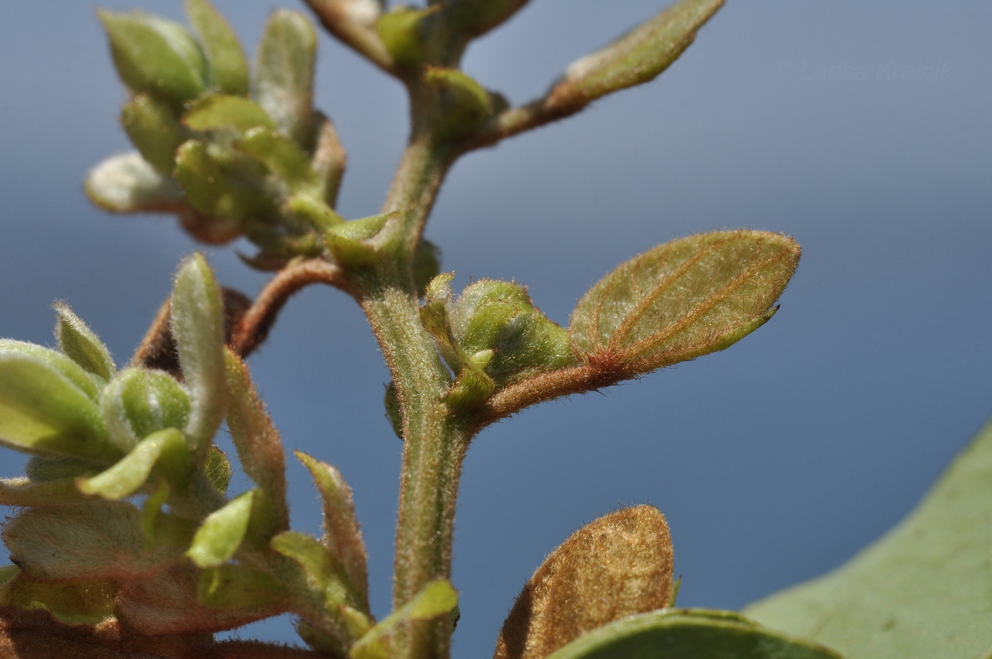 Изображение особи Phanera bracteata.