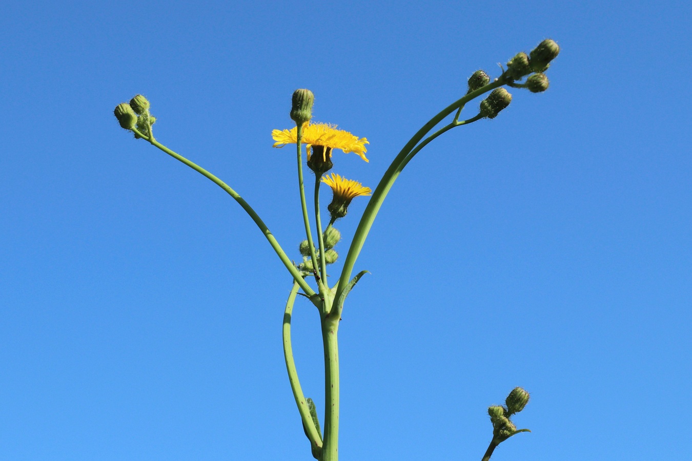 Image of Sonchus arvensis specimen.