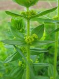 Cruciata laevipes. Часть стебля с соцветиями. Украина, Закарпатская обл., Хустский р-н, \"Долина нарциссов\". 4 мая 2008 г.