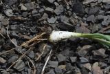 Allium denudatum