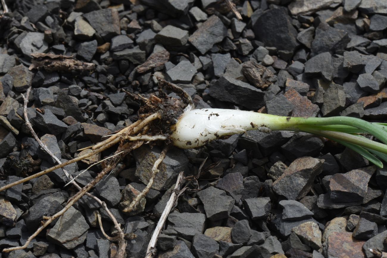 Image of Allium denudatum specimen.