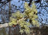 род Fraxinus