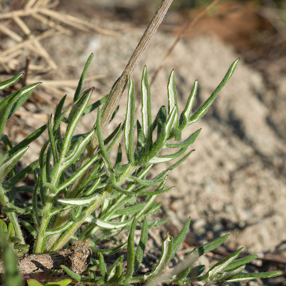 Image of Jurinea blanda specimen.
