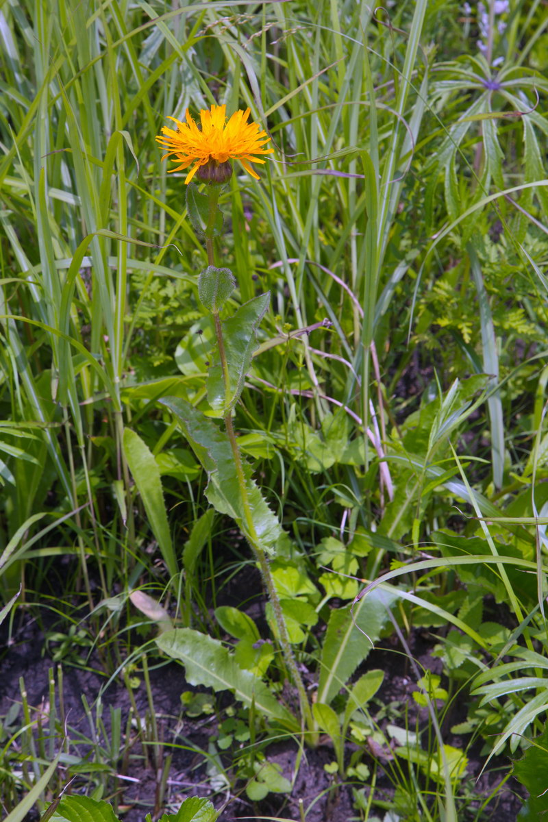 Image of familia Asteraceae specimen.