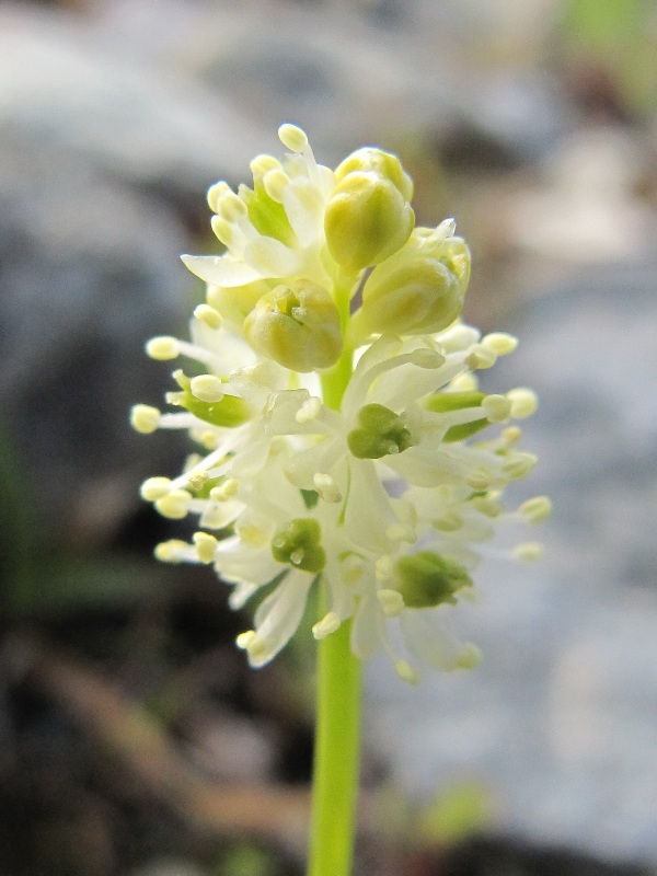 Image of Tofieldia pusilla specimen.