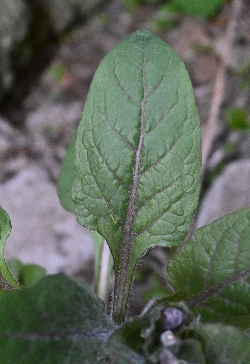 Изображение особи Physochlaina orientalis.