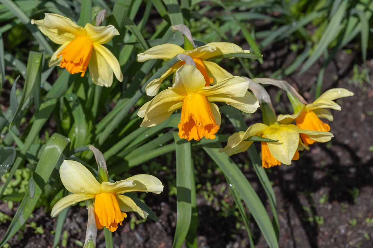 Image of genus Narcissus specimen.