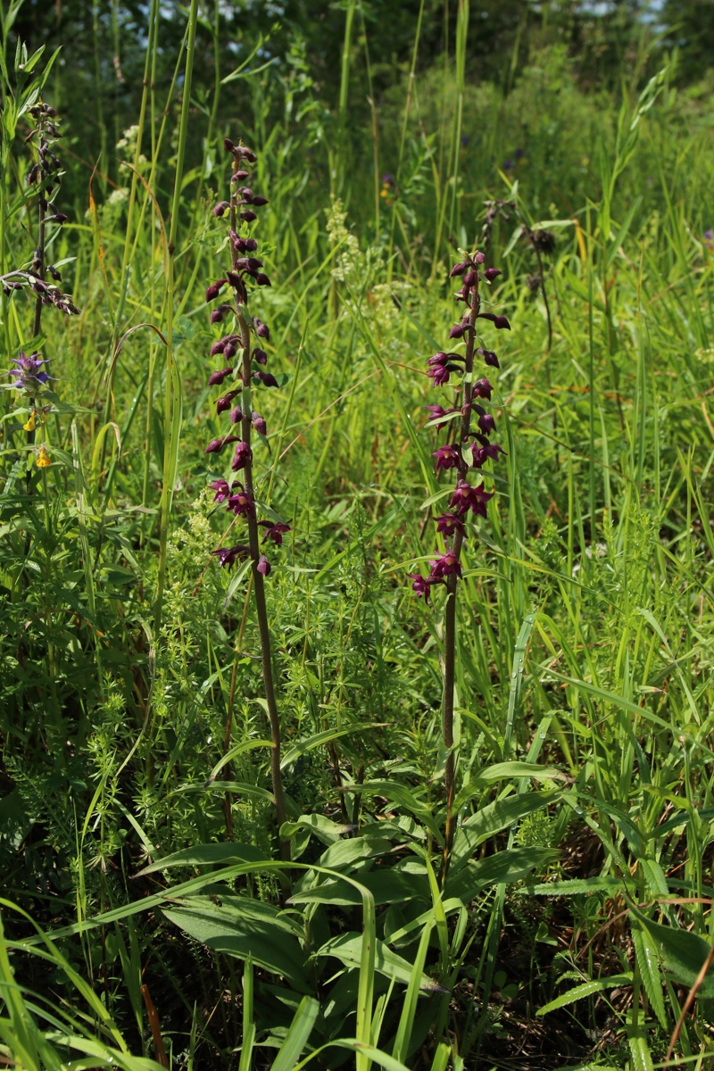 Image of Epipactis atrorubens specimen.